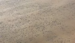 Bizzotto Amira Kafésett Flervalg -Bord Försäljningsbutik 77316